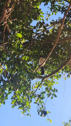 Willie Wagtail