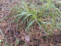 Carex planostachys