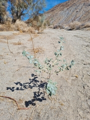 Dicoria canescens, photograph (c) Marc Fradera-Soler, some rights reserved (CC BY)