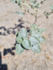 Dicoria canescens, photograph (c) Marc Fradera-Soler, some rights reserved (CC BY)