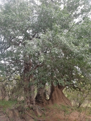 Xanthocercis zambesiaca