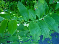 Polygonatum × hybridum