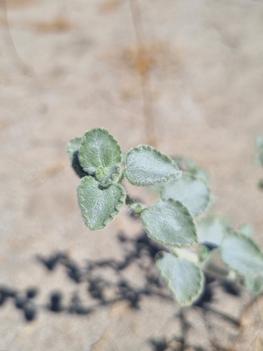 Dicoria canescens, photograph 6