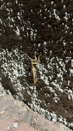 European Mantis