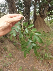 Xanthocercis zambesiaca