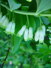 Polygonatum × hybridum