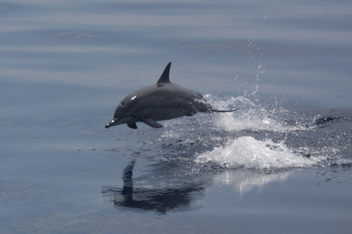 Spinner Dolphin