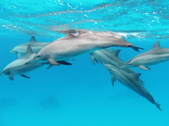 Spinner Dolphin photo 2