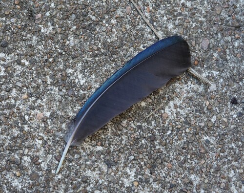 Plume de Pie bavarde