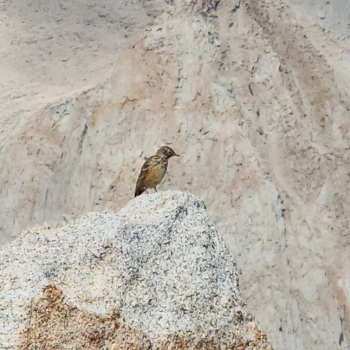 iNaturalist observation photo of American Pipit