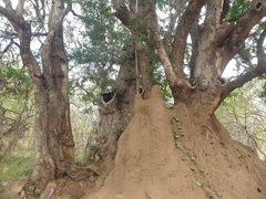 Xanthocercis zambesiaca