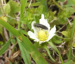 Acmaeodera