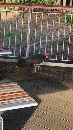 Australian Brushturkey