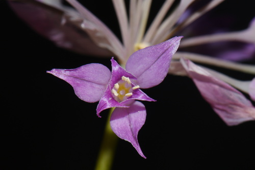 Allium acuminatum, photograph 3