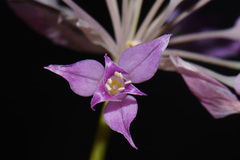 Allium acuminatum, photograph (c) Brian Finzel, some rights reserved (CC BY-SA)