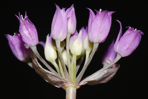 Allium acuminatum, photograph 6