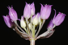 Allium acuminatum, photograph (c) Brian Finzel, some rights reserved (CC BY-SA)