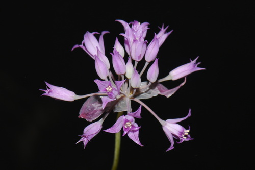 Allium acuminatum