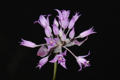 Allium acuminatum