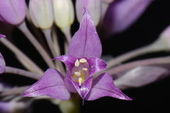 Allium acuminatum, photograph (c) Brian Finzel, some rights reserved (CC BY-SA)
