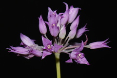 Allium acuminatum, photograph (c) Brian Finzel, some rights reserved (CC BY-SA)