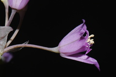 Allium acuminatum, photograph (c) Brian Finzel, some rights reserved (CC BY-SA)