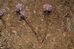 Allium acuminatum, photograph (c) Brian Finzel, some rights reserved (CC BY-SA)