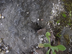 Carabus melancholicus