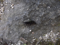 Carabus melancholicus