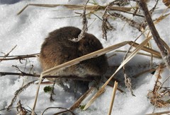 Microtus brachycercus