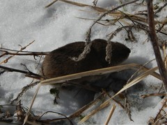 Microtus brachycercus