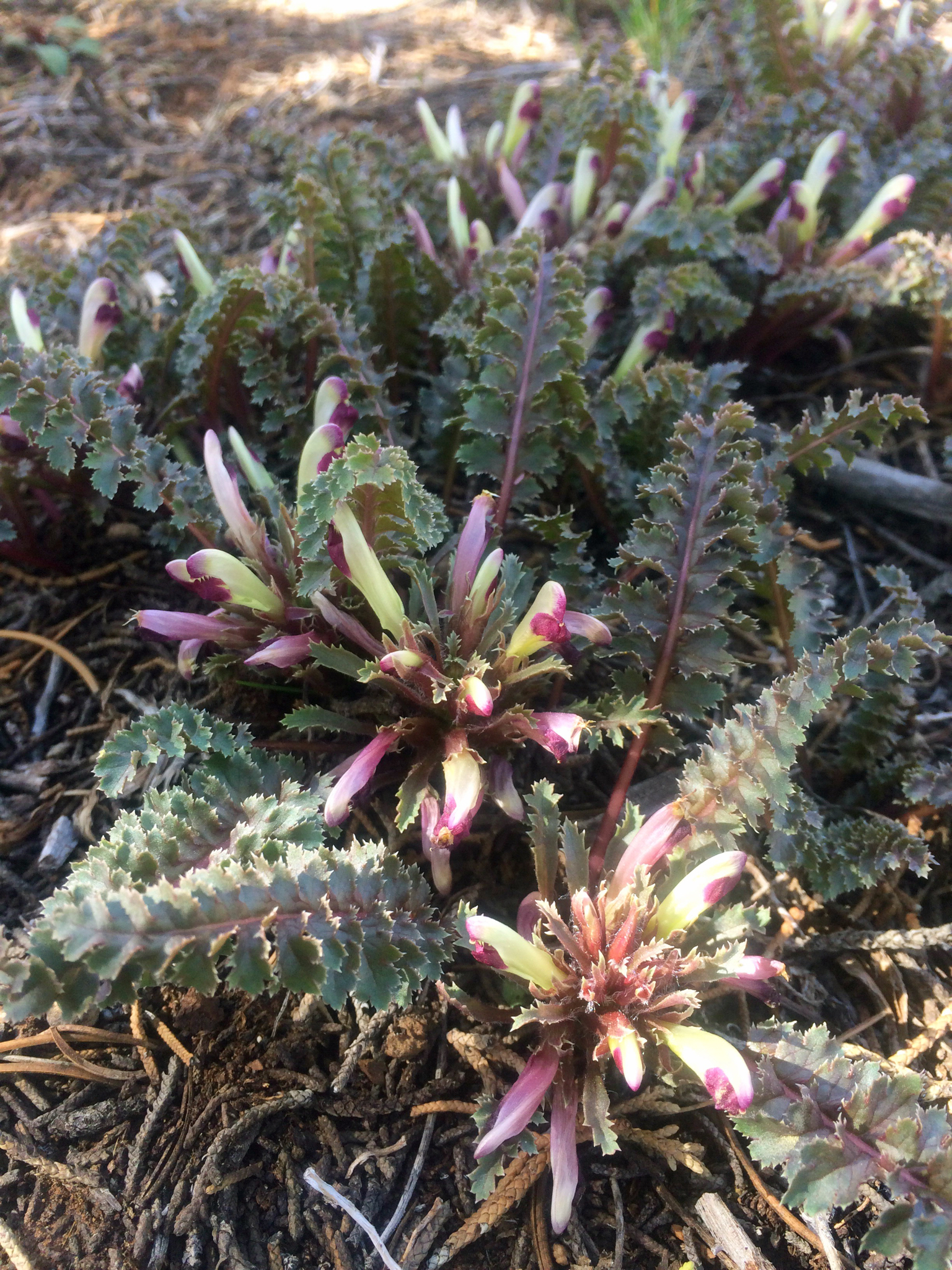 Pedicularis centranthera