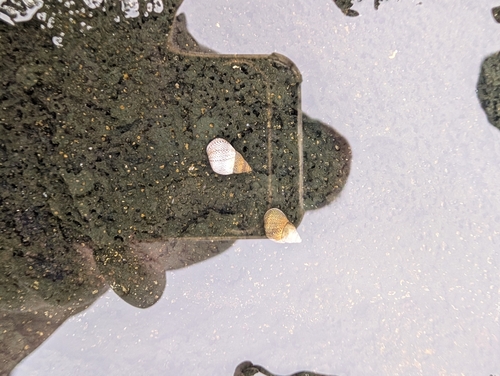 Littoraria pintado observed 2026-08-15