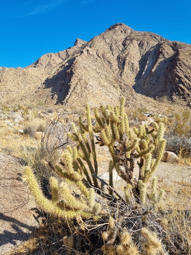 Cylindropuntia ganderi, photograph 2
