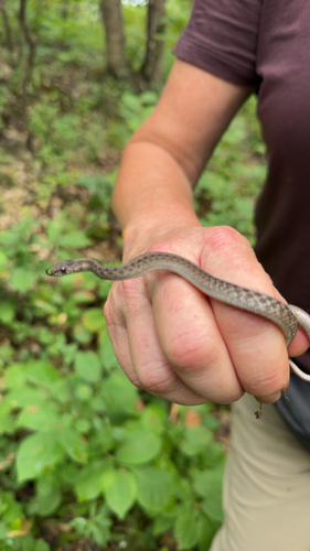 DeKay's Brownsnake