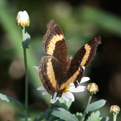 Junonia elgiva