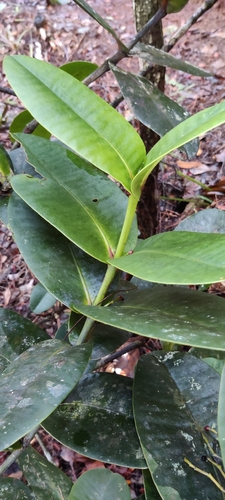 Garcinia amplexicaulis observed 2026-08-14