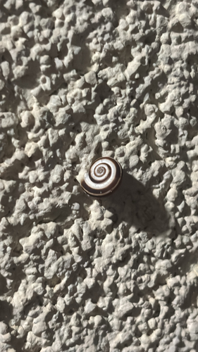 Eastern Heath Snail