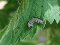 Eupareophora exarmata