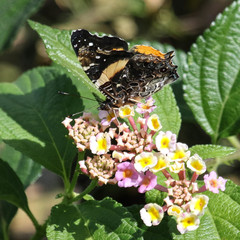 Vanessa hippomene hippomene