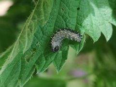 Eupareophora exarmata