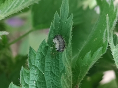 Eupareophora exarmata