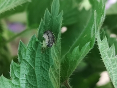 Eupareophora exarmata