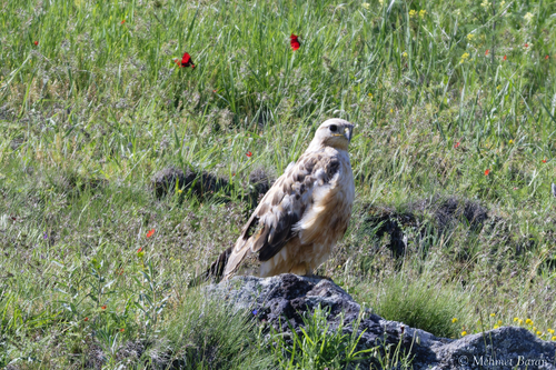 Long-legged Buzzard