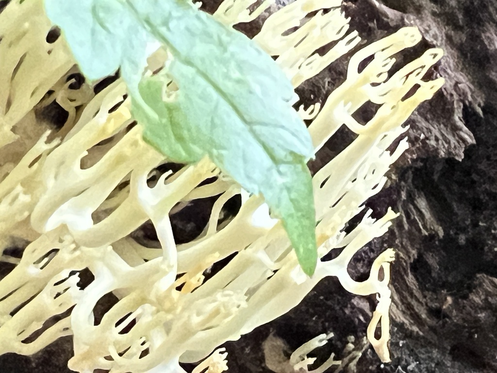 crown-tipped coral fungus · August 2026 · photo: Photo: (c) Mark Richman, some rights reserved (CC BY) · iNaturalist