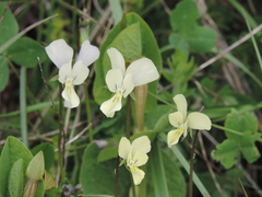 Viola etrusca