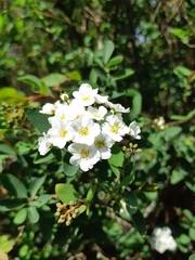 Spiraea × vanhouttei