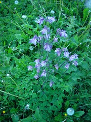 Aquilegia vulgaris