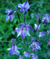 Aquilegia vulgaris