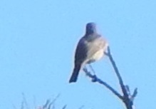 Phoenicurus phoenicurus